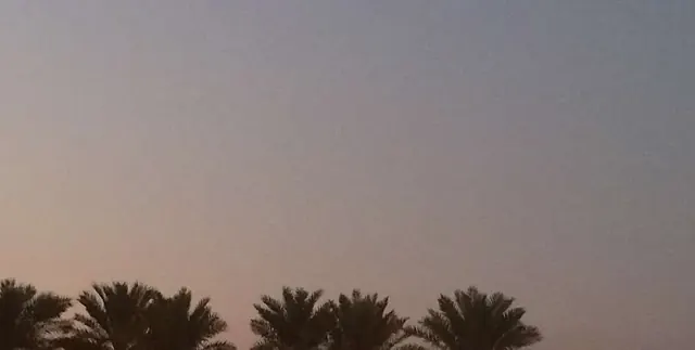 أشجار النخيل عند الغروب